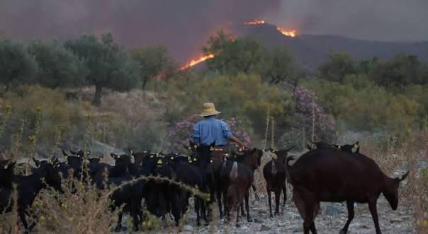 Incêndio em Los Gallardos: seis vítimas identificadas e controle das chamas previsto para esta segunda-feira